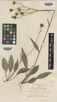 Hieracium chloranthum Pugsley ex P.D.Sell [family COMPOSITAE]