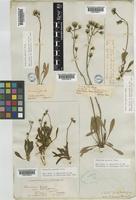 Hieracium gracile Hook. var. detonsum (A. Gray) A. Gray [family COMPOSITAE]