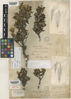Olearia tasmanica W.M.Curtis [family ASTERACEAE]