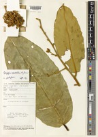 Gonystylus spectabilis Airy Shaw [family THYMELAEACEAE]