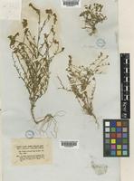Linaria saxatilis Chaz. [family PLANTAGINACEAE]