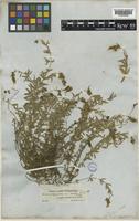Linaria verticillata Boiss. [family PLANTAGINACEAE]