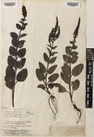 Veronica spicata L. subsp. barrelieri (Schult.) Elenevsky [family PLANTAGINACEAE]