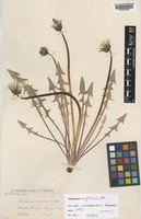 Type of Taraxacum anglicum Dahlst. [family COMPOSITAE]