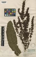 Rumex crispus L. [family POLYGONACEAE]