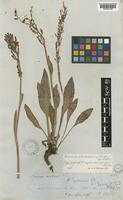 Type of Rumex engelmannii Ledeb. ex Meisn. var. geyeri Meisn. [family POLYGONACEAE]