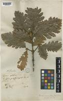 Quercus macranthera Fisch. & C.A.Mey. (ex Hohen) [family FAGACEAE]