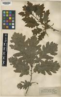 Quercus petraea (Matt.) Liebl. [family FAGACEAE]