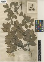 Quercus phillyreoides A.Gray [family FAGACEAE]