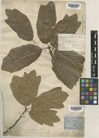 Quercus imbricaria Michx. [family FAGACEAE]