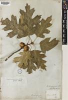 Quercus kelloggii Newb. [family FAGACEAE]