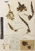Holotype of Sedum cyprium A.K.Jacks. & Turrill [family CRASSULACEAE]