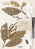 Platanus kerrii Gagnep. [family PLATANACEAE]