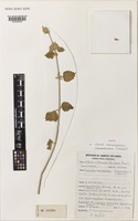 Isotype of Leucas anandaraoana Umam.Rao & P.Daniel [family LAMIACEAE]