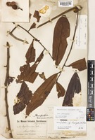 Horsfieldia laevigata (Bl.) Warb. var. laevigata [family MYRISTICACEAE]
