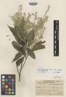 Isotype of Achyranthes mangarevica Suess. [family AMARANTHACEAE]
