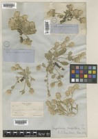 Gomphrena caespitosa Torr. [family AMARANTHACEAE]