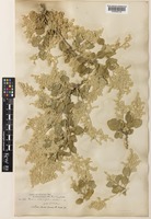 Dicraurus alternifolius (S. Watson) Uline & Bray [family AMARANTHACEAE]