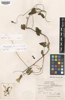 Type of Convolvulus cassius Sam. ex Rech.f. [family CONVOLVULACEAE]