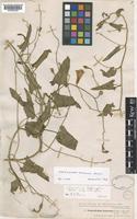 Type of Convolvulus betonicifolius Mill. subsp. betonicifolius [family CONVOLVULACEAE]