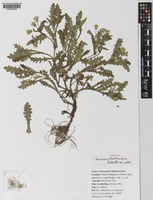 Holotype of Senecio eboracensis R.J.Abbott & A.J.Lowe [family COMPOSITAE]