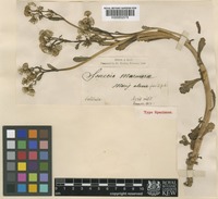 Senecio leucanthemifolius Poir. [family COMPOSITAE]
