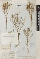 Centaurium texense (Griseb.) Fernald [family GENTIANACEAE]