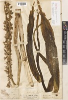 Drimia robusta Baker [family HYACINTHACEAE]