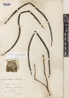 Holarrhena antidysenterica (Roth) Wall. ex A.DC. [family APOCYNACEAE]