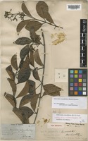 Lectotype of Micrechites brachypetalus Ridl. [family APOCYNACEAE]