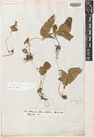 Chirita pumila D.Don [family GESNERIACEAE]