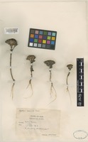 Holotype of Gentiana arenicola Kerr [family GENTIANACEAE]