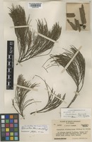 Holotype of Ceuthostoma terminale L.A.S.Johnson [family CASUARINACEAE]