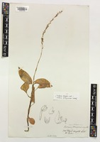 Type of Goodyera elongata Lindl. [family ORCHIDACEAE]