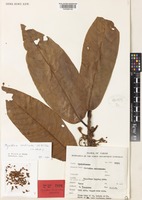 Myristica corticata W.J.de Wilde [family MYRISTICACEAE]
