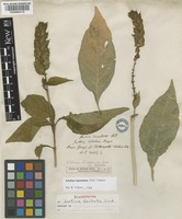 Isolectotype of Justicia dentata J.G.Klein ex Link [family ACANTHACEAE]