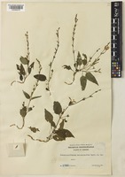 Pseuderanthemum depauperatum Merr. [family ACANTHACEAE]