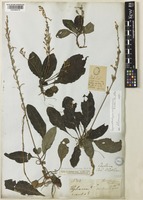 Gymnostachyum ceylanicum Arn. & Nees [family ACANTHACEAE]