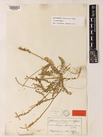 Isotype of Astragalus algarbiensis Coss. ex Bunge. [family LEGUMINOSAE-PAPILIONOIDEAE]