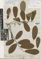 Derris elliptica in Global Plants on JSTOR