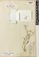 Isotype of Noaea regelii Bunge [family AMARANTHACEAE]