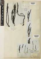Striga orobanchoides (R. Br.) Benth. [family OROBANCHACEAE]