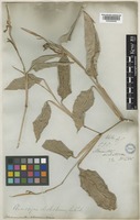 Type of Schumannianthus dichotomus Gagnep. [family MARANTACEAE]