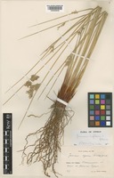 Juncus inflexus L. [family JUNCACEAE]