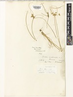 Isotype of Juncus involucratus Kirk [family JUNCACEAE]