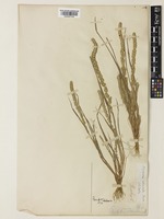 Elytrophorus spicatus (Willd.) E.G.Camus [family POACEAE]