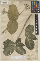 Syntype of Calotropis hamiltonii Wight [family ASCLEPIADACEAE]