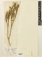 Type of Lavandula santolinaefolia Spach [family LAMIACEAE]