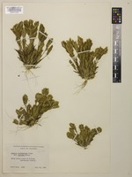 Type of Orcuttia californica Vasey var. viscida Hoover [family POACEAE]