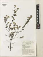 Isotype of Phebalium bifidum P.H.Weston & M.J.Turton [family RUTACEAE]